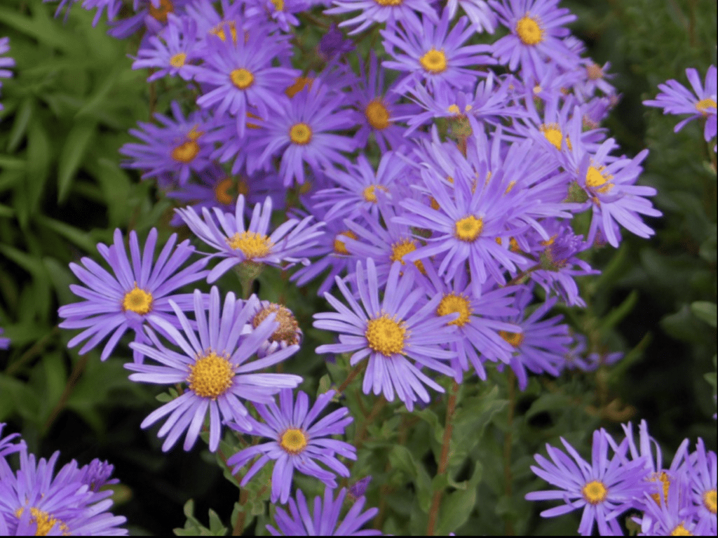 Asters